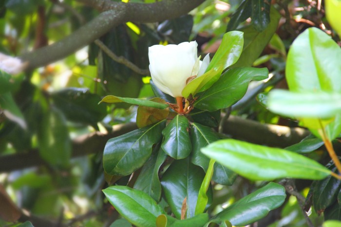 Magnolia Bloom this morning
