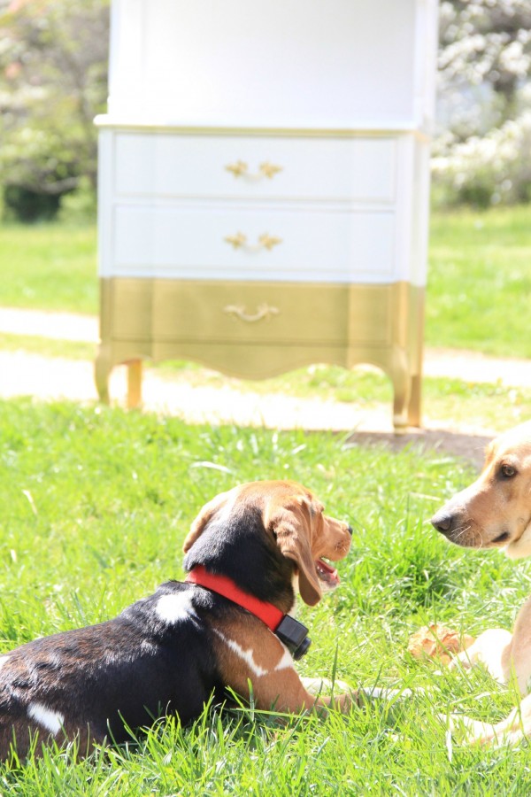 WHITE AND GOLD DIPPED HUTCH - AND MY DOGGIES KEEPING ME COMPANY