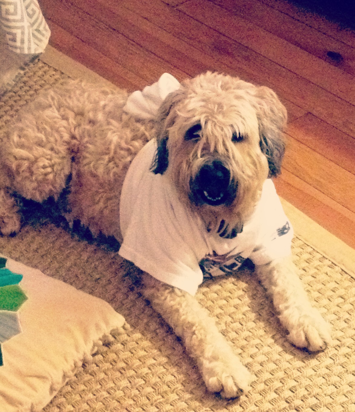 DIY THUNDER SHIRT – dogs and storms – My Old Country House