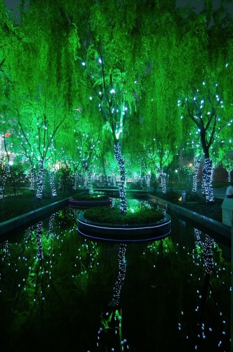 a magic forest in Shanghi