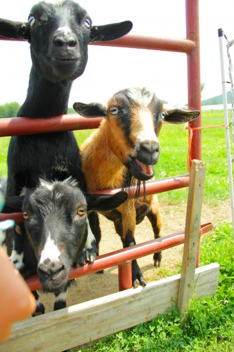 hello goats
