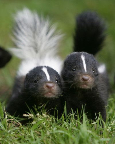 BABY SKUNKS ARE ADORABLE