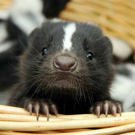 SKUNKS are non aggressive animals...they really just want to live and let live!
