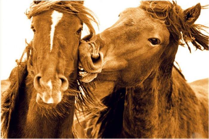 WILD HORSES OF SABLE ISLAND - 64 GRAND ST NEW YORK - ROBERTO DUTESCO IS MY IDOL!
