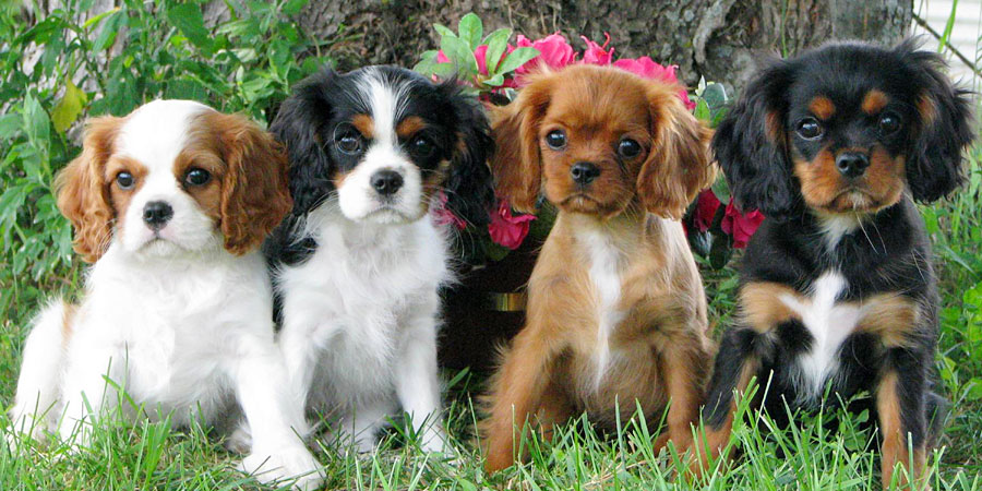 cavalier king charles spaniel hypoallergenic